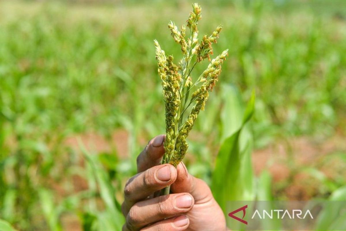 Diversifikasi sebagai cara untuk menjaga ketahanan pangan nasional