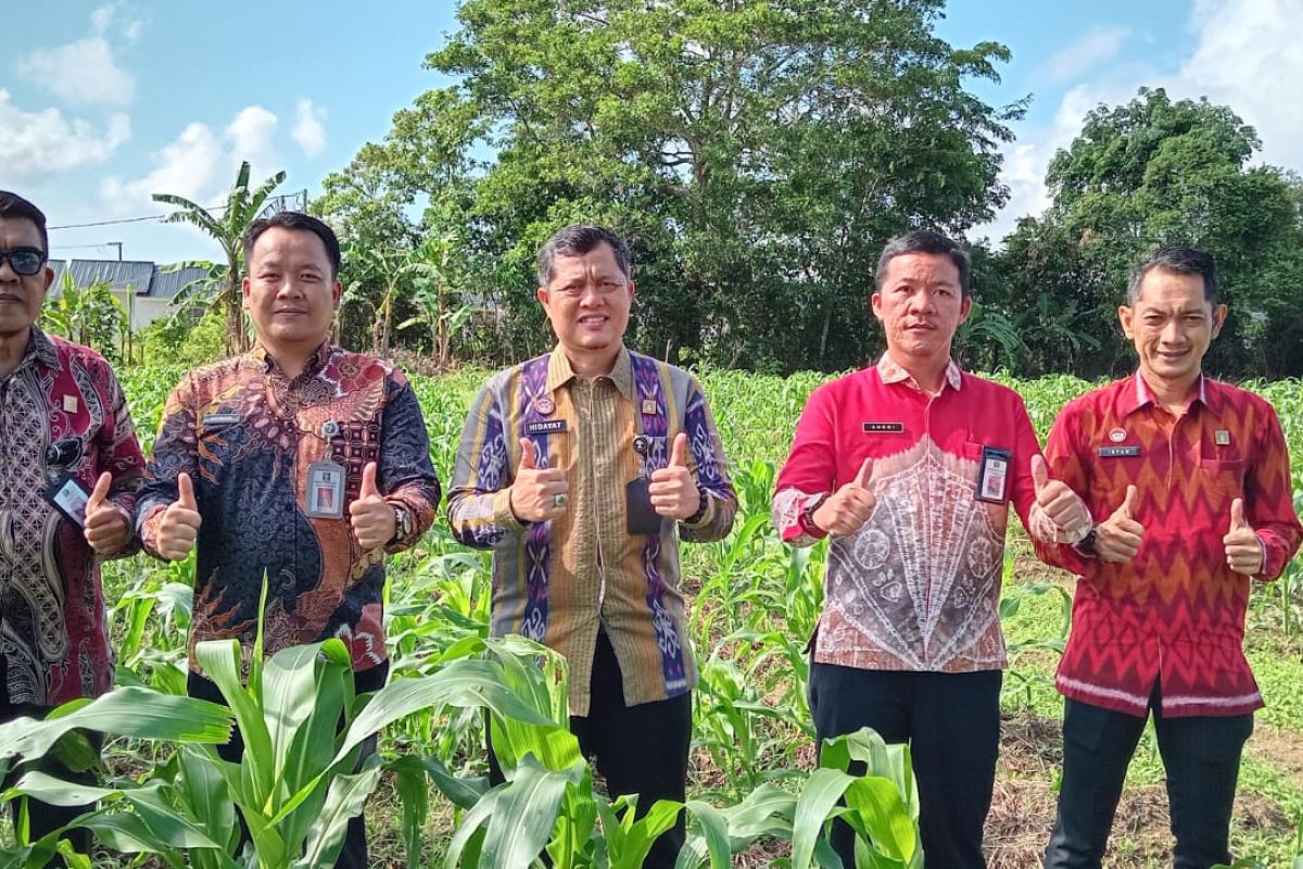 Lapas Pangkalpinang kembangkan kebun jagung dukung Asta Cita Presiden Prabowo