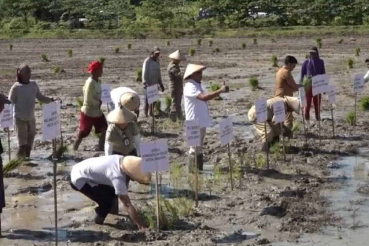 Pemkot  Jayapura kembangkan 19 ribu hektare lahan pertanian di Muara Tami