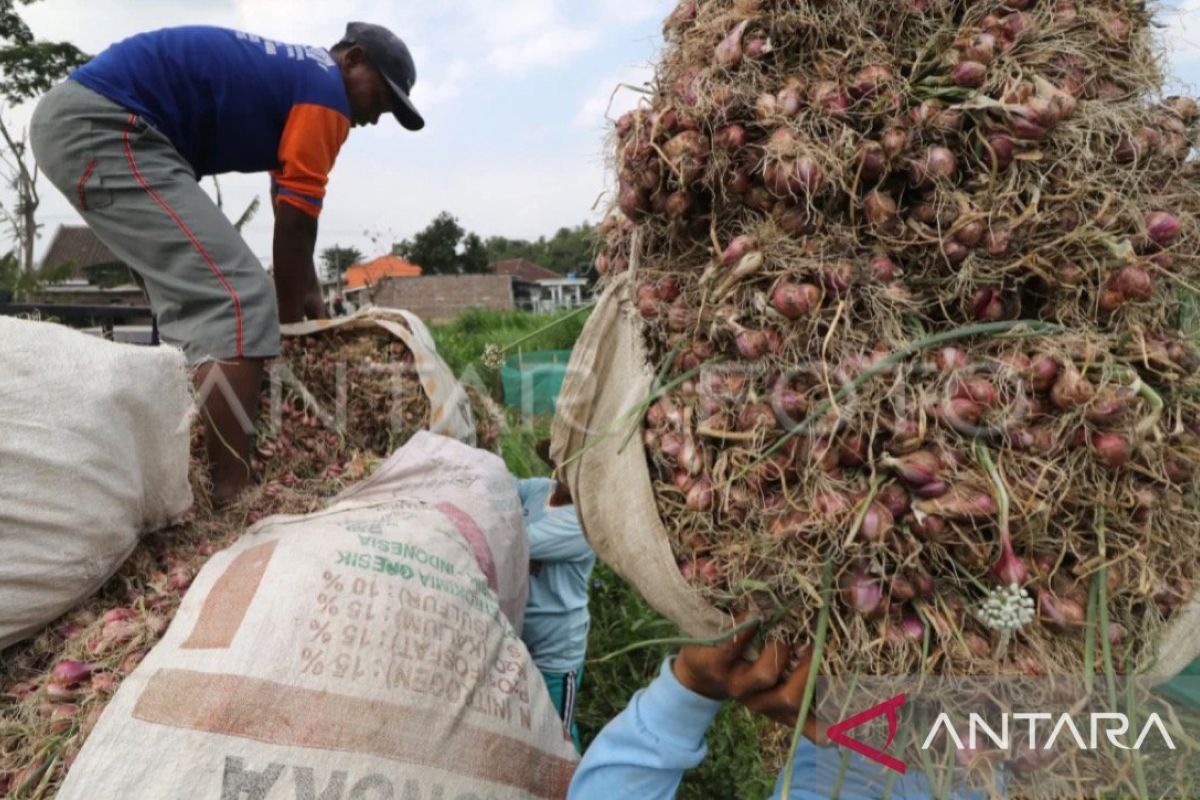 Pemkab Malteng beri pelatihan budidaya bawang merah pada petani milenial