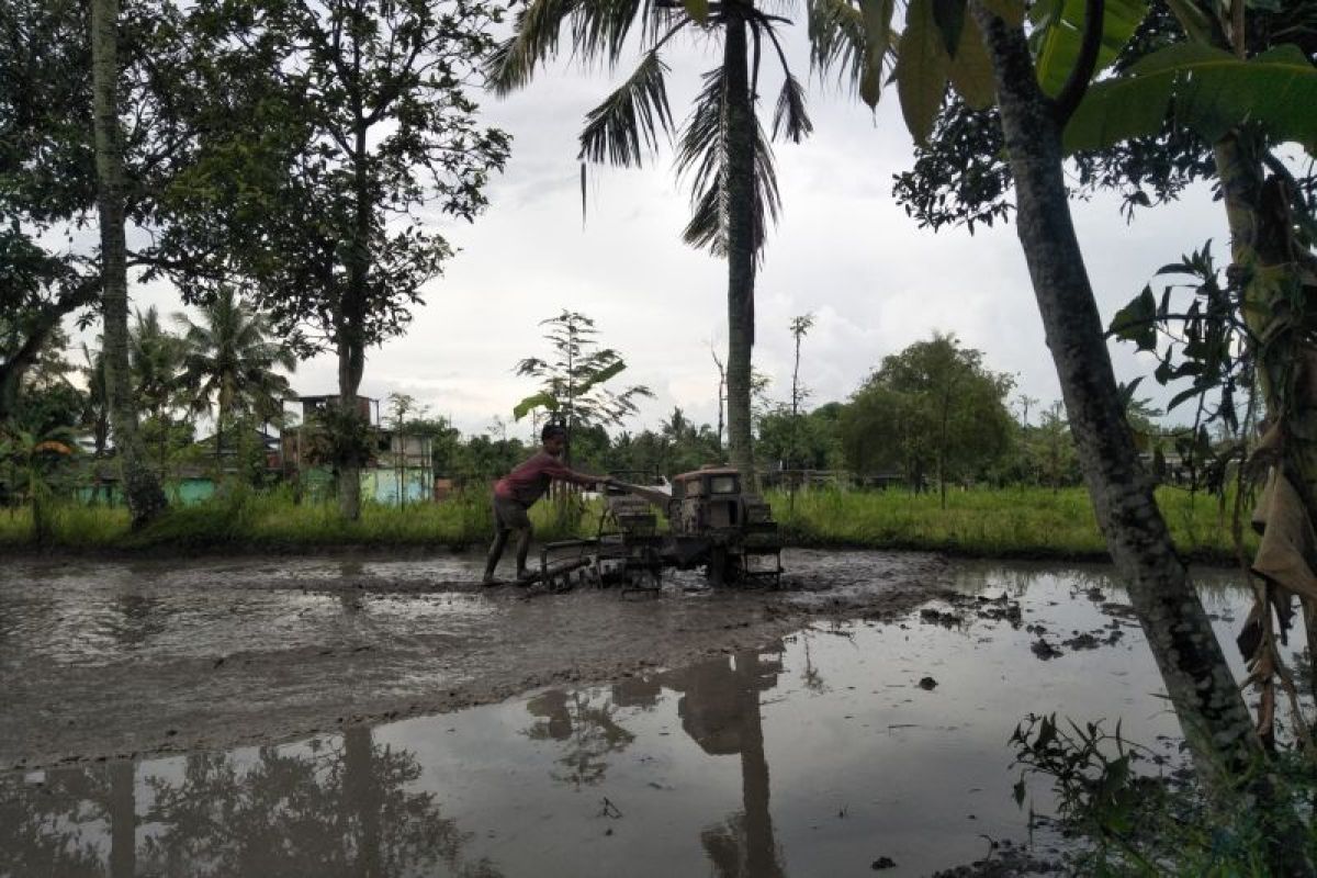 Kementan salurkan bantuan benih padi bagi petani di Lombok Tengah