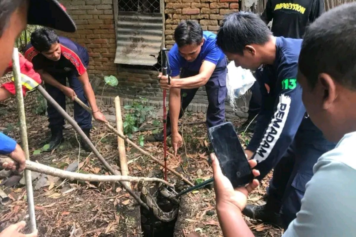 Waspadai ular piton jelang musim hujan di Lombok Tengah