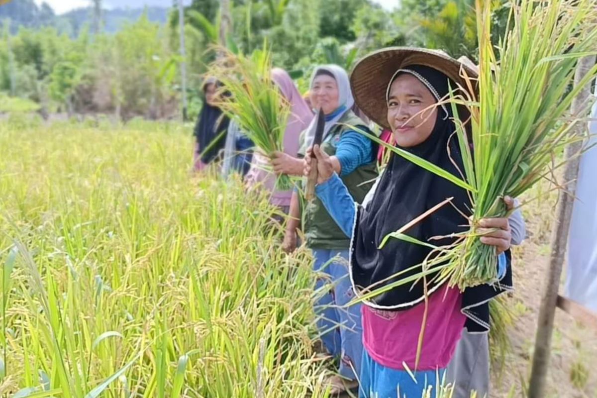 Lewat Program TEKAD, panen raya padi di Malut capai 27.408 ton GKG