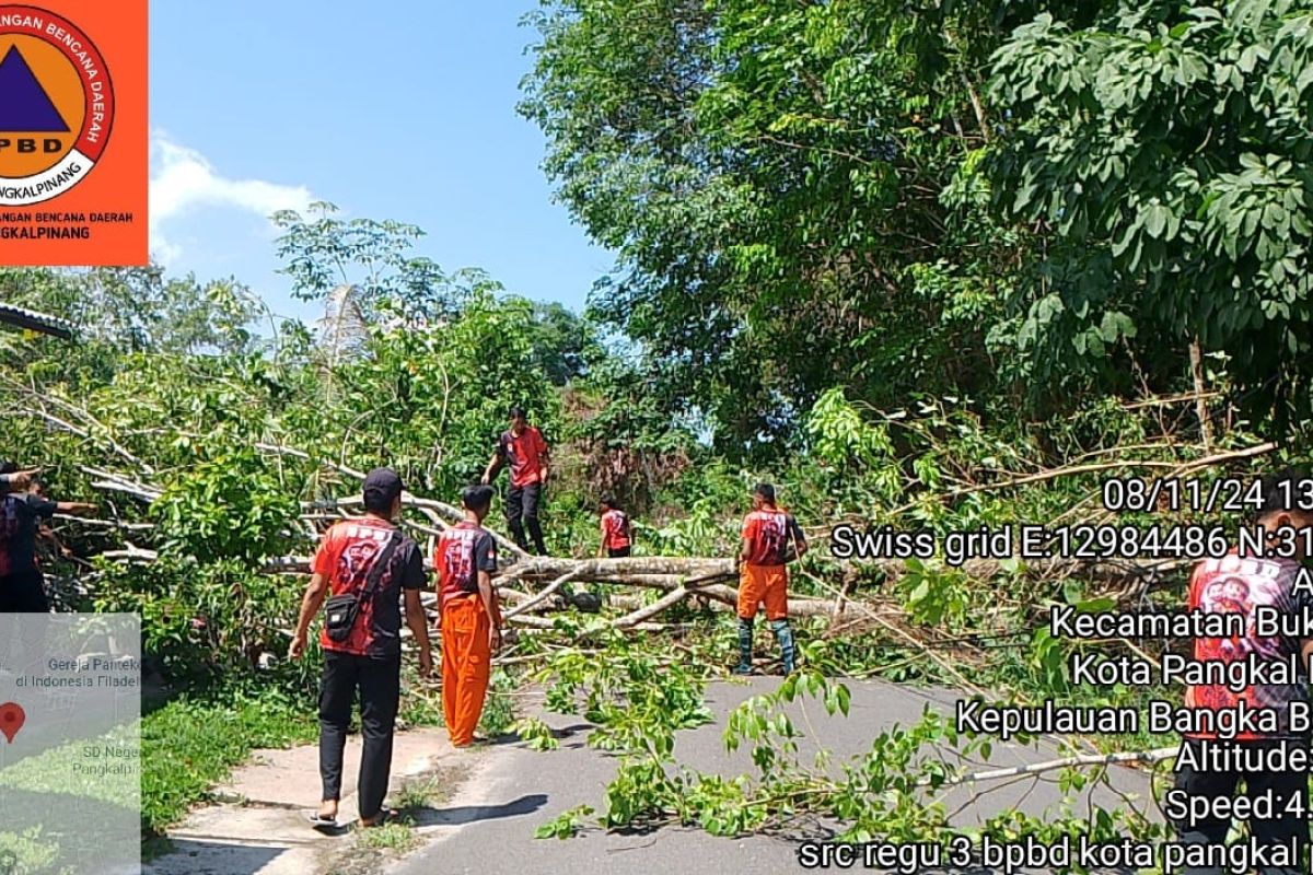 BPBD Pangkalpinang minta DLH intens perhatikan pohon pelindung di pinggir jalan