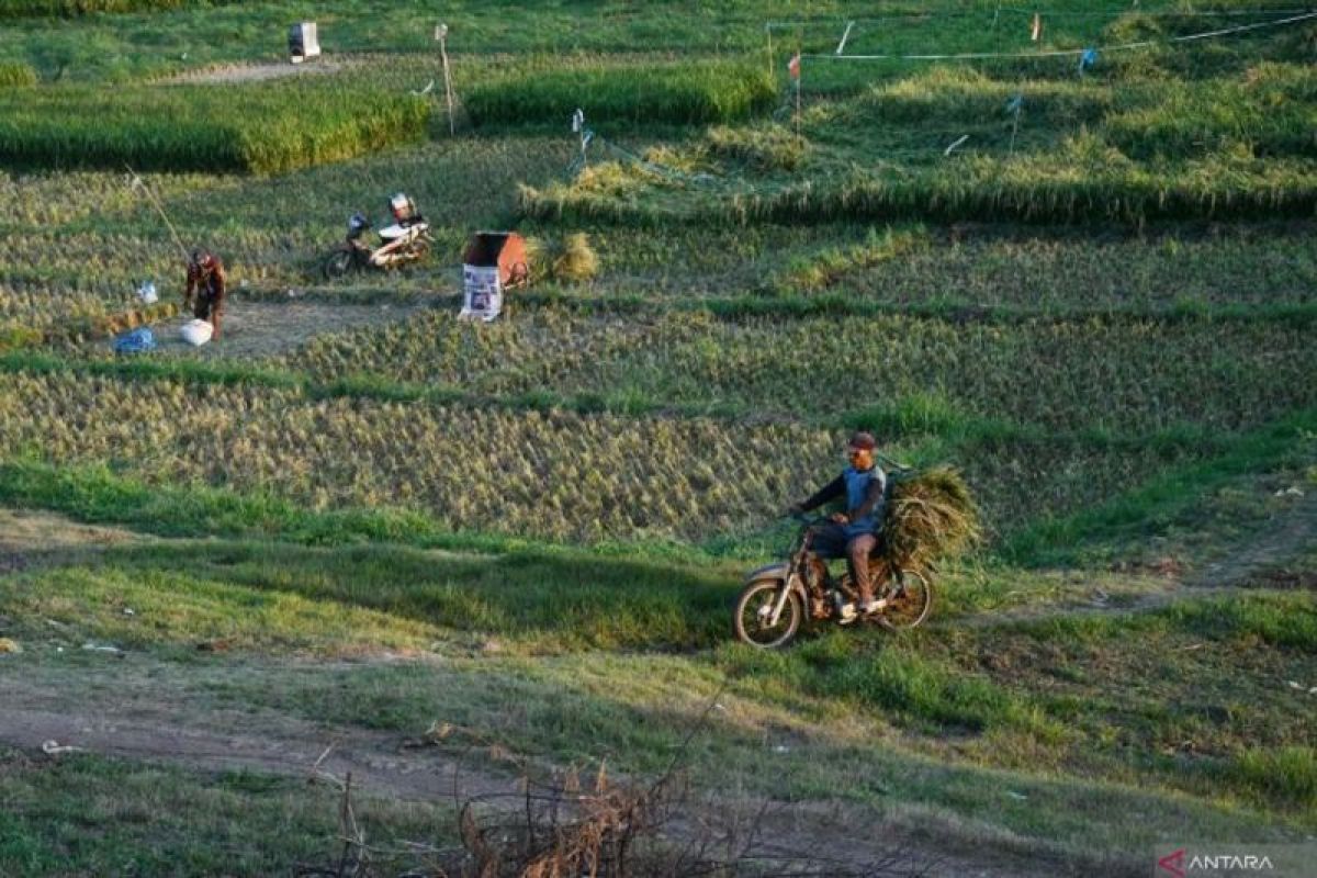 Pemkab Madiun dukung program LTT komoditas padi jagung dan kedelai