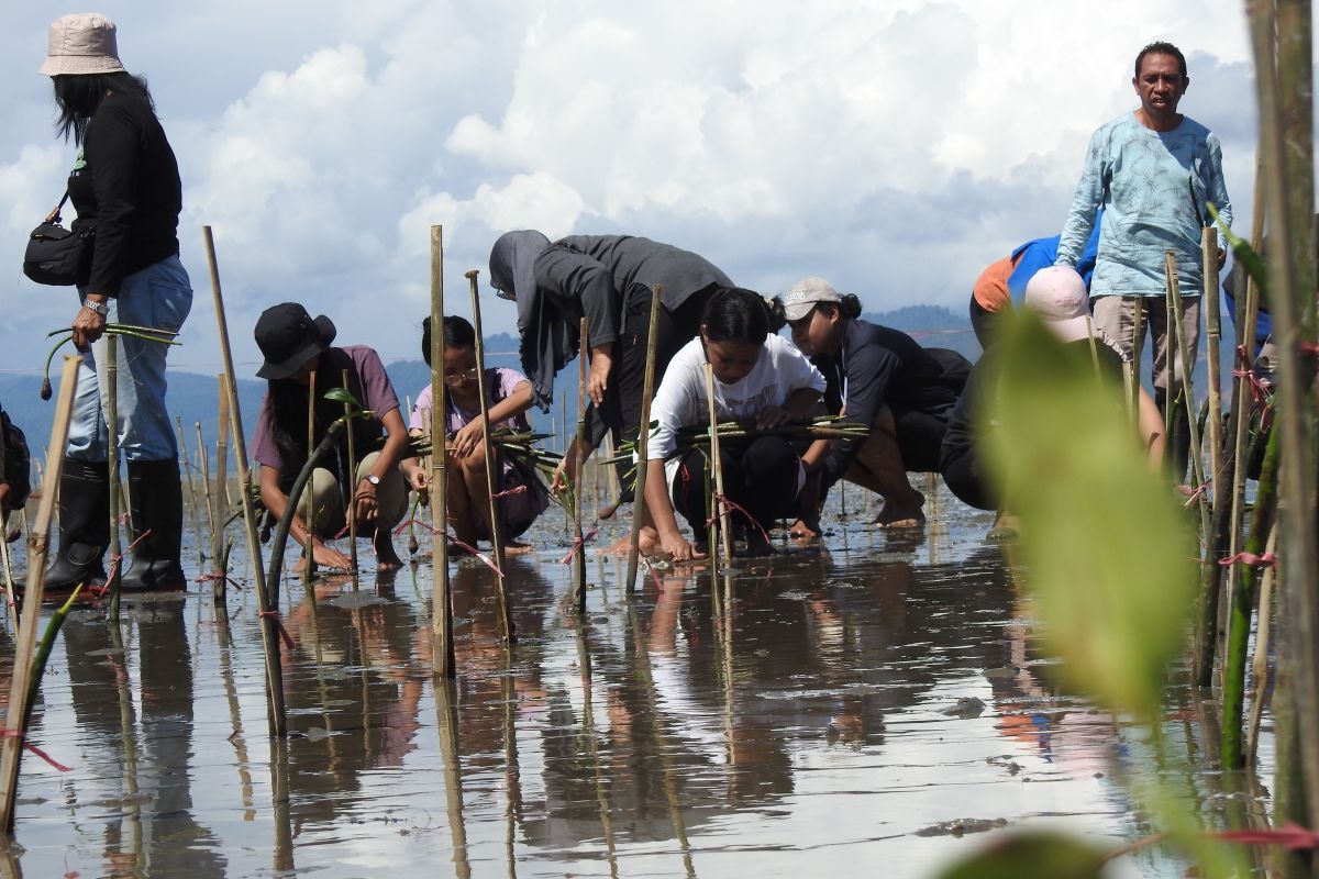 Perkumpulan Konservasi Kakatua tanam 1.200 mangrove di Seram Barat