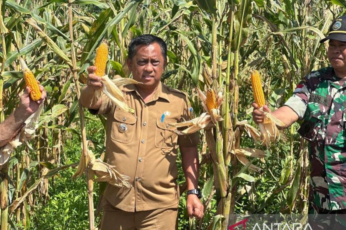 Pemkab Jayapura perkuat ketahanan pangan dengan manfaatkan lahan kosong