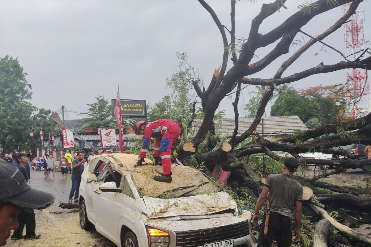 Pohon tumbang di Jaktim timpa dua mobil