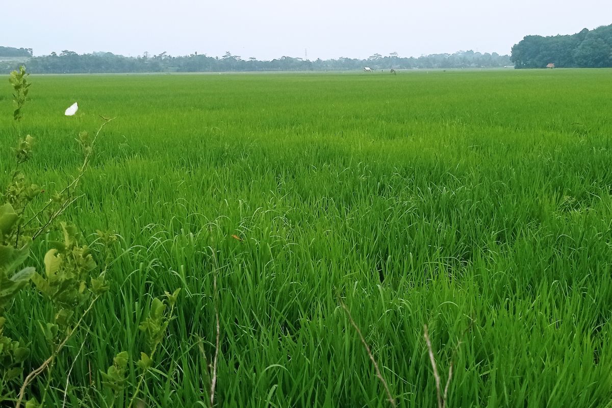 Para petani Lebak akui pompanisasi mampu naikkan luas area tanam