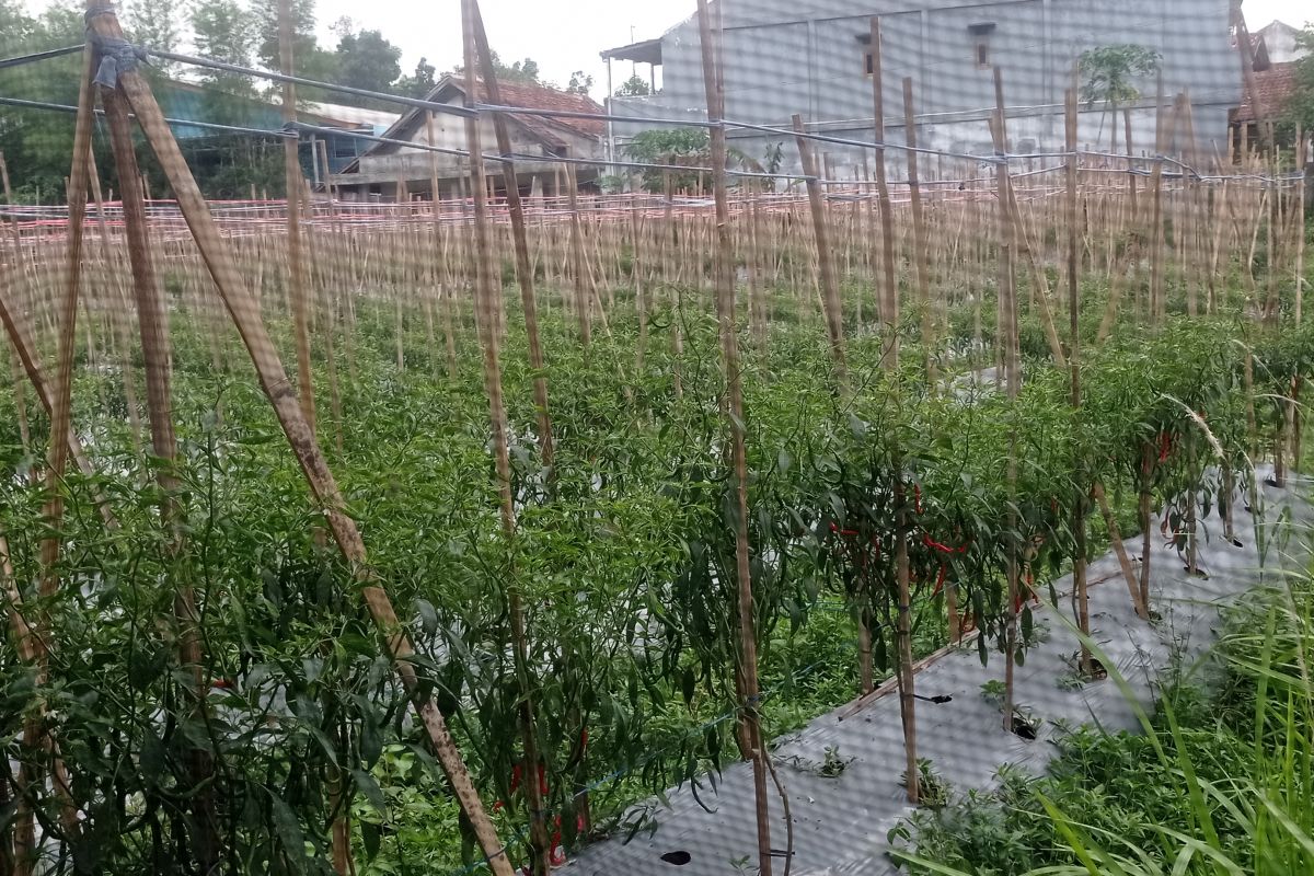 Di Lebak, harga cabai merah di tingkat petani naik