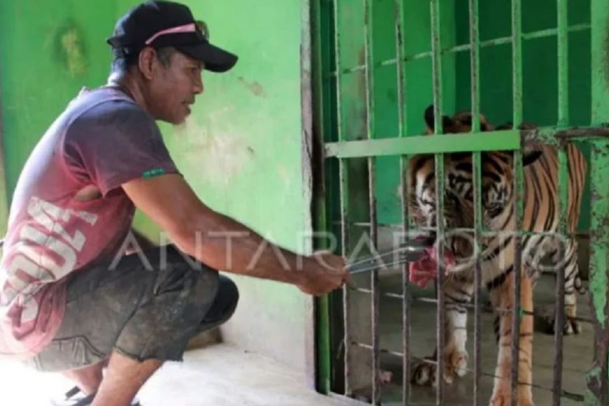 Medan Zoo revitalisasi fasilitas demi peningkatan jumlah  pengunjung