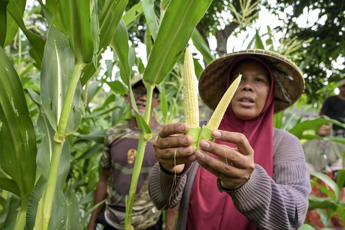 Government targets 1 mln hectares for new corn plantation