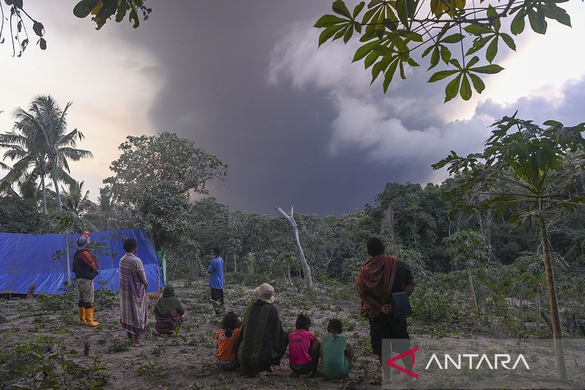 Warga terdampak Lewotobi mengungsi mandiri di bukit