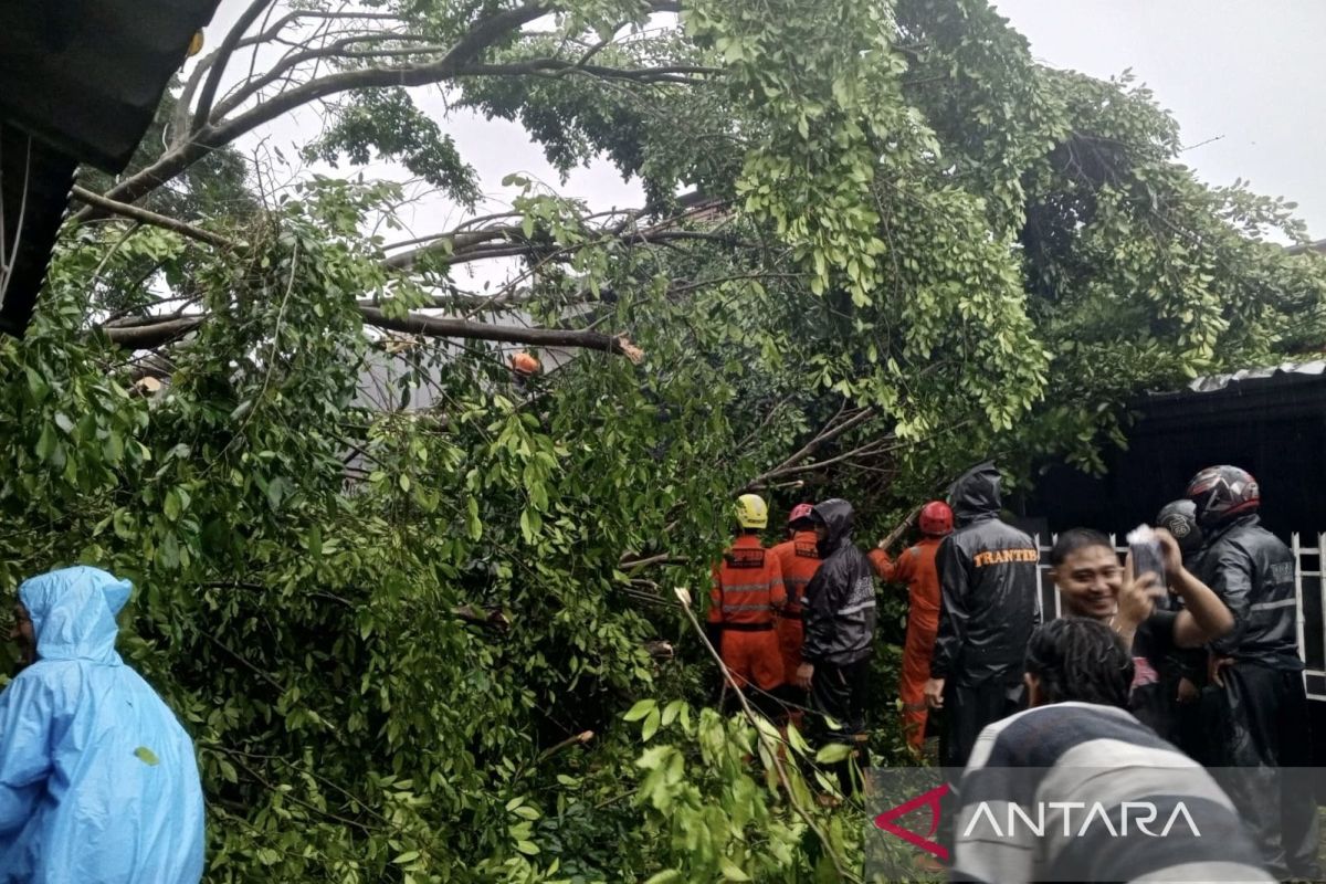 BPBD Bogor evakuasi pohon tumbang timpa rumah dan mobil