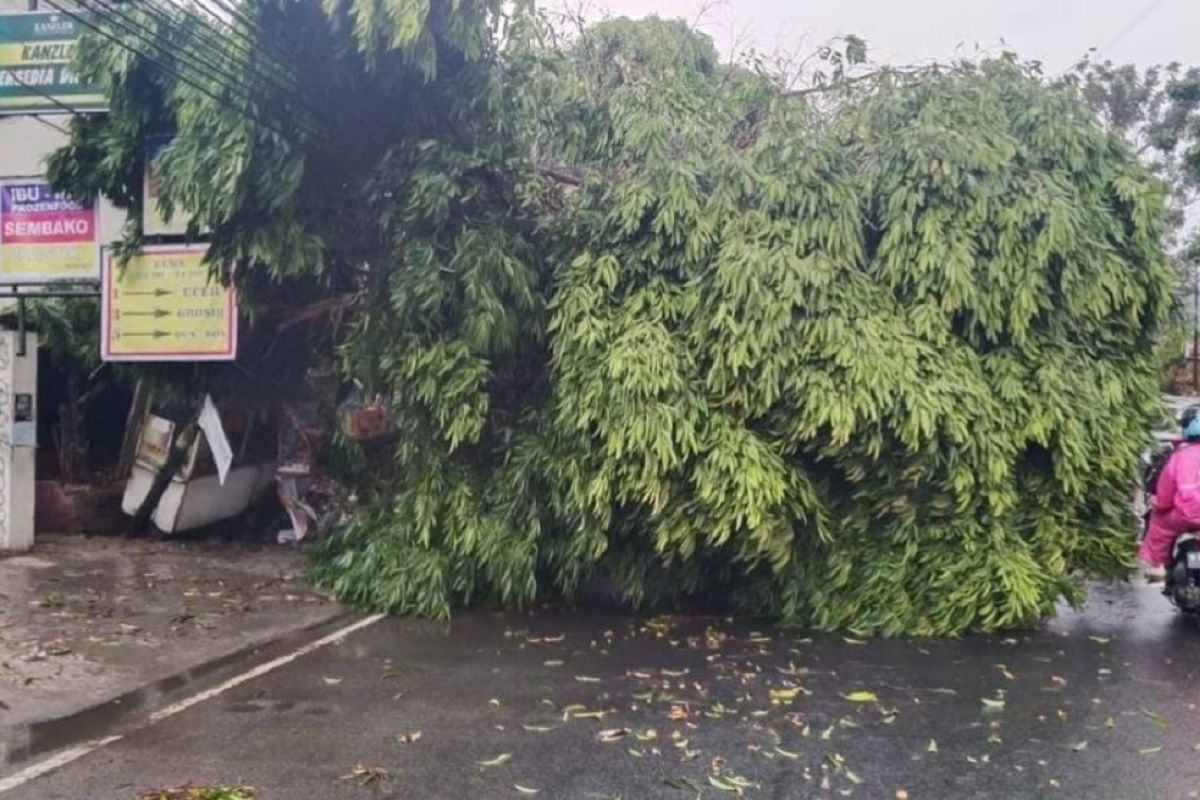 BPBD Kota Tangerang terima 11 laporan pohon tumbang imbas angin kencang