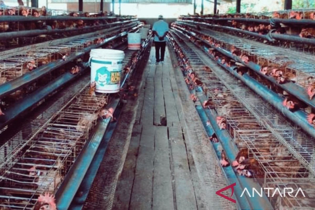 BRIDA Biak ciptakan inovasi pakan ternak ayam