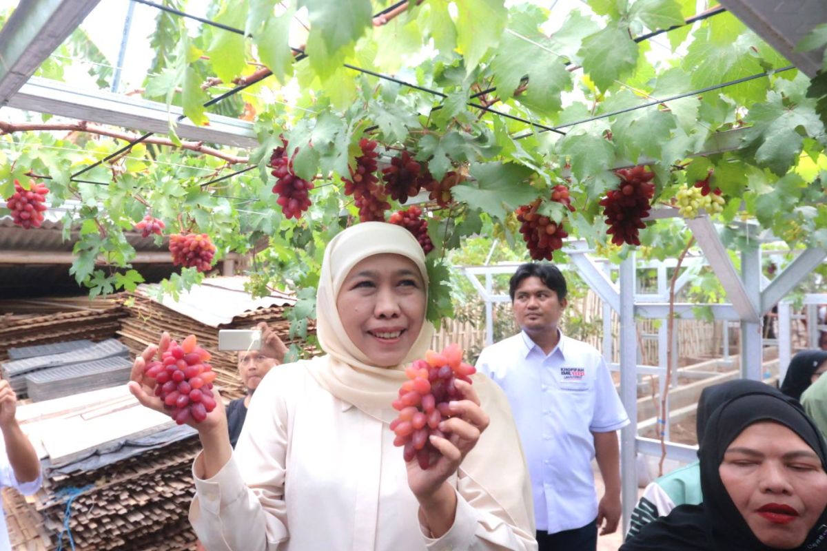 Khofifah dorong masyarakat contoh keuletan petani budidaya anggur di Probolinggo