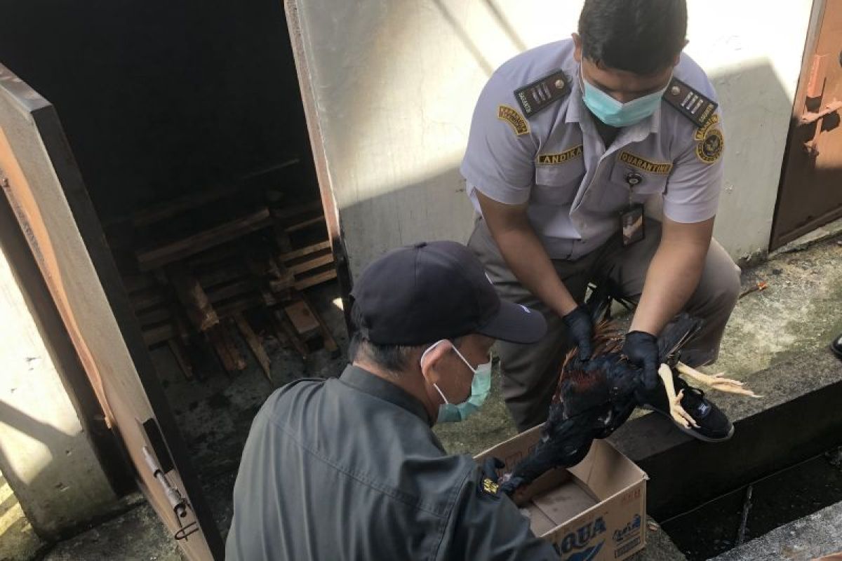 BKHIT Maluku musnahkan unggas hasil sitaan di pelabuhanYos Sudarso Ambon