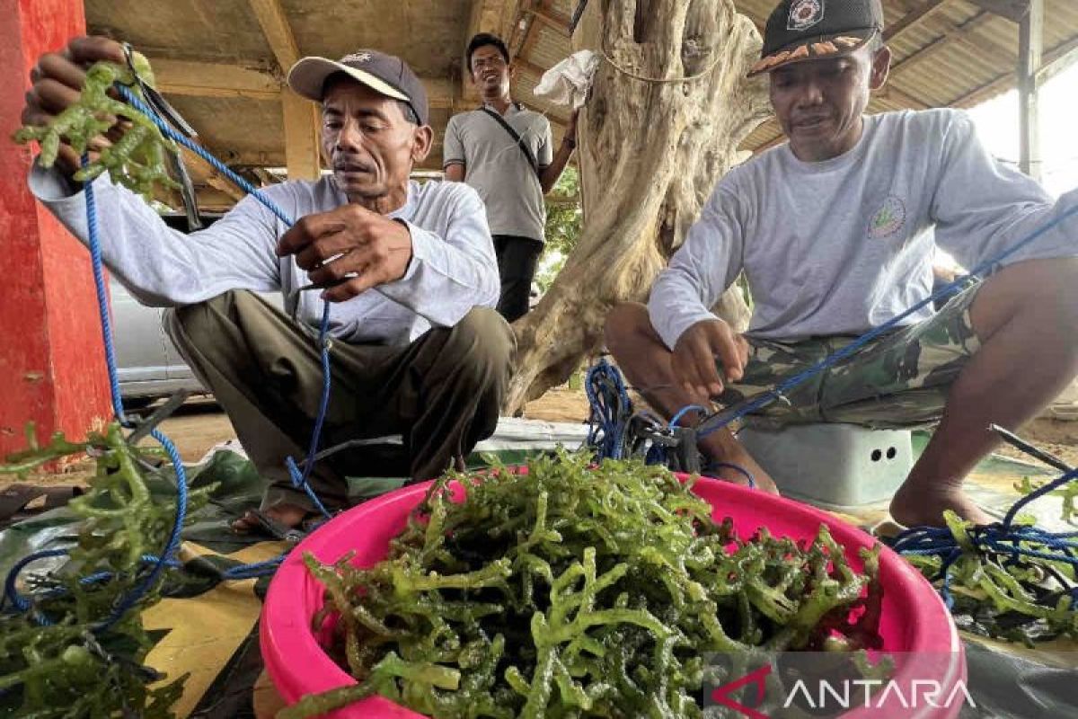 KKP mendorong pupuk rumput laut untuk dukung swasembada pangan