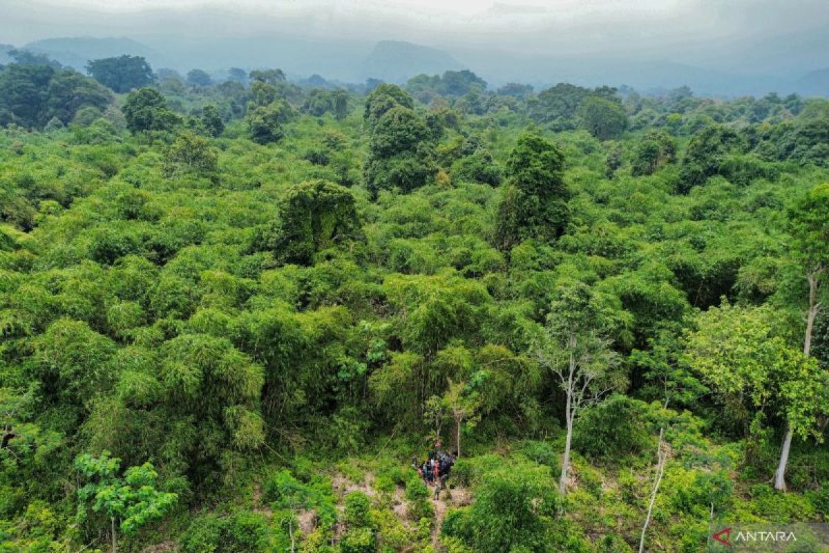 Patroli dan pengendalian kawasan hutan Perhutani