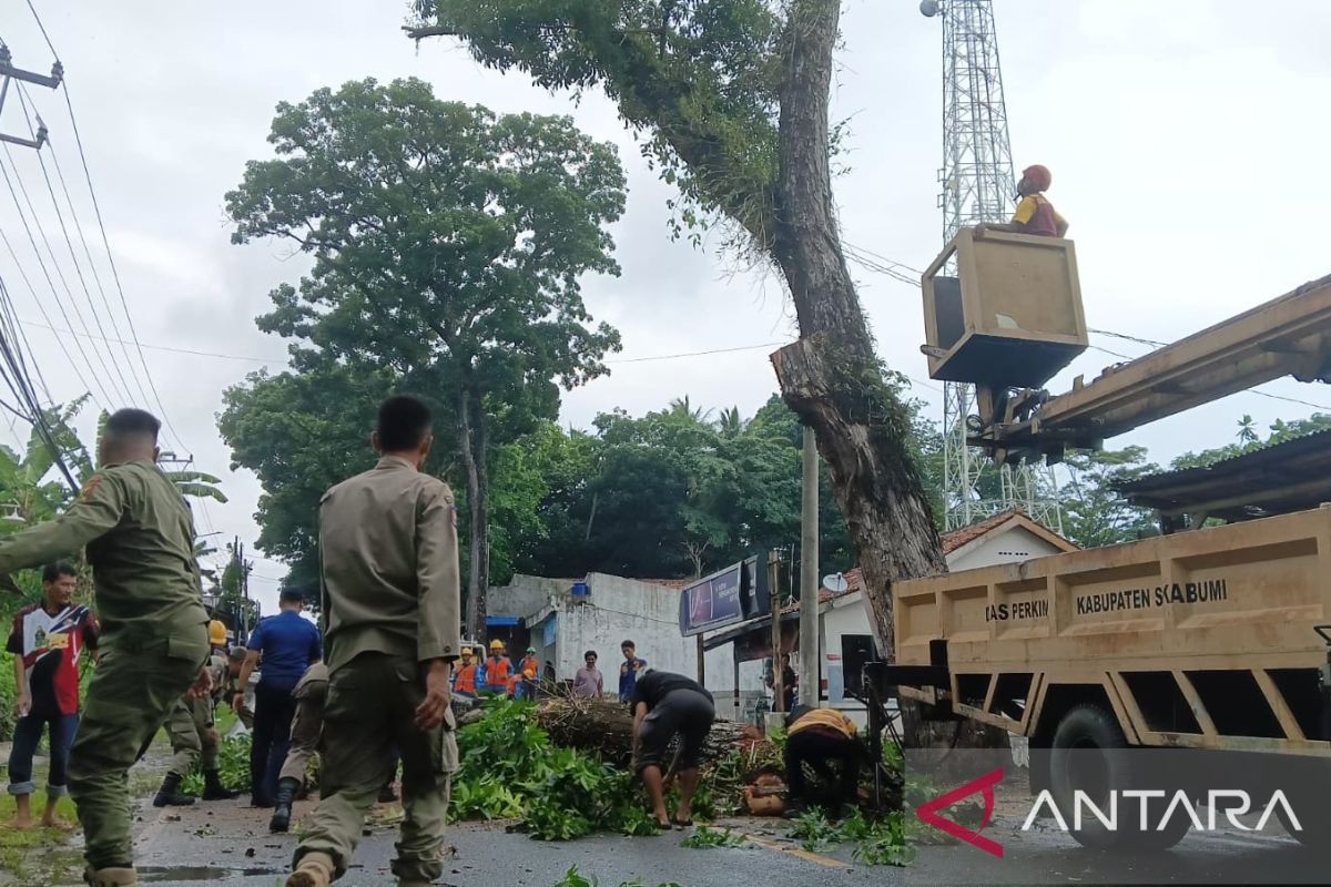 Disperkim Sukabumi lakukan pemangkasan antisipasi terjadinya pohon tumbang