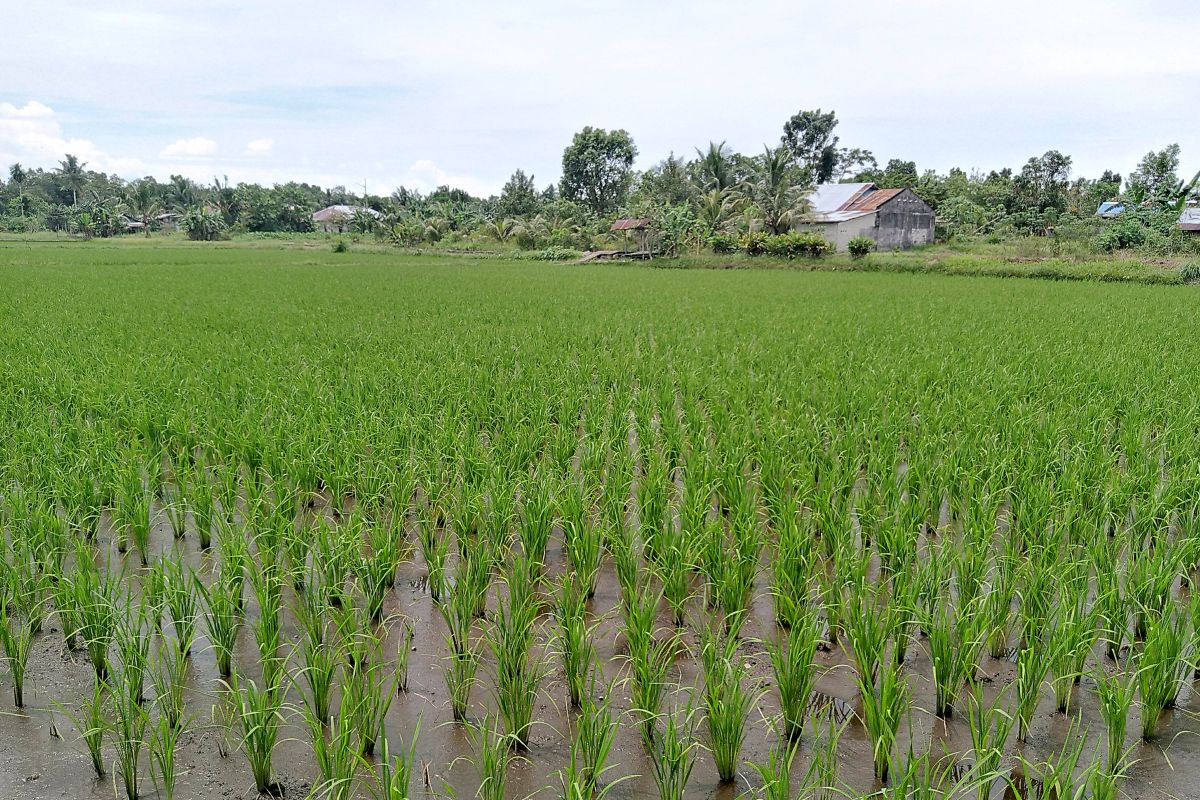 Produksi padi petani Belitung capai 802,81 ton GKG