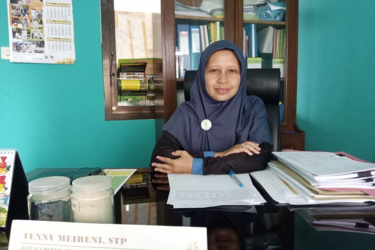 Optimalisasi lahan mampu tingkatkan produksi padi Belitung