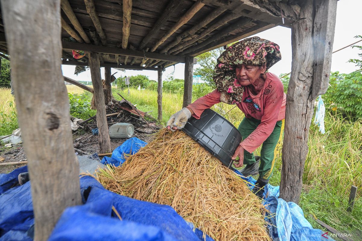 Menyelamatkan harga gabah petani