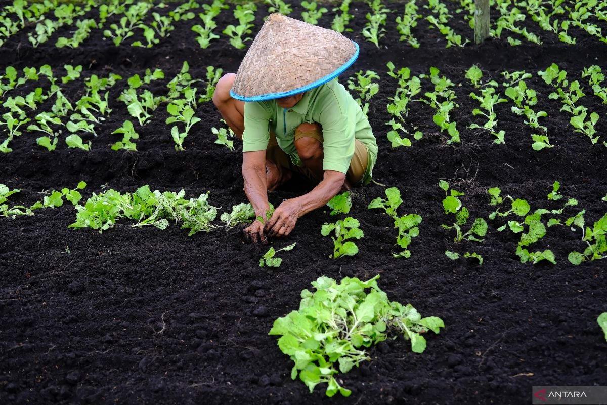 Indonesia memperluas perdagangan karbon dengan solusi berbasis alam.