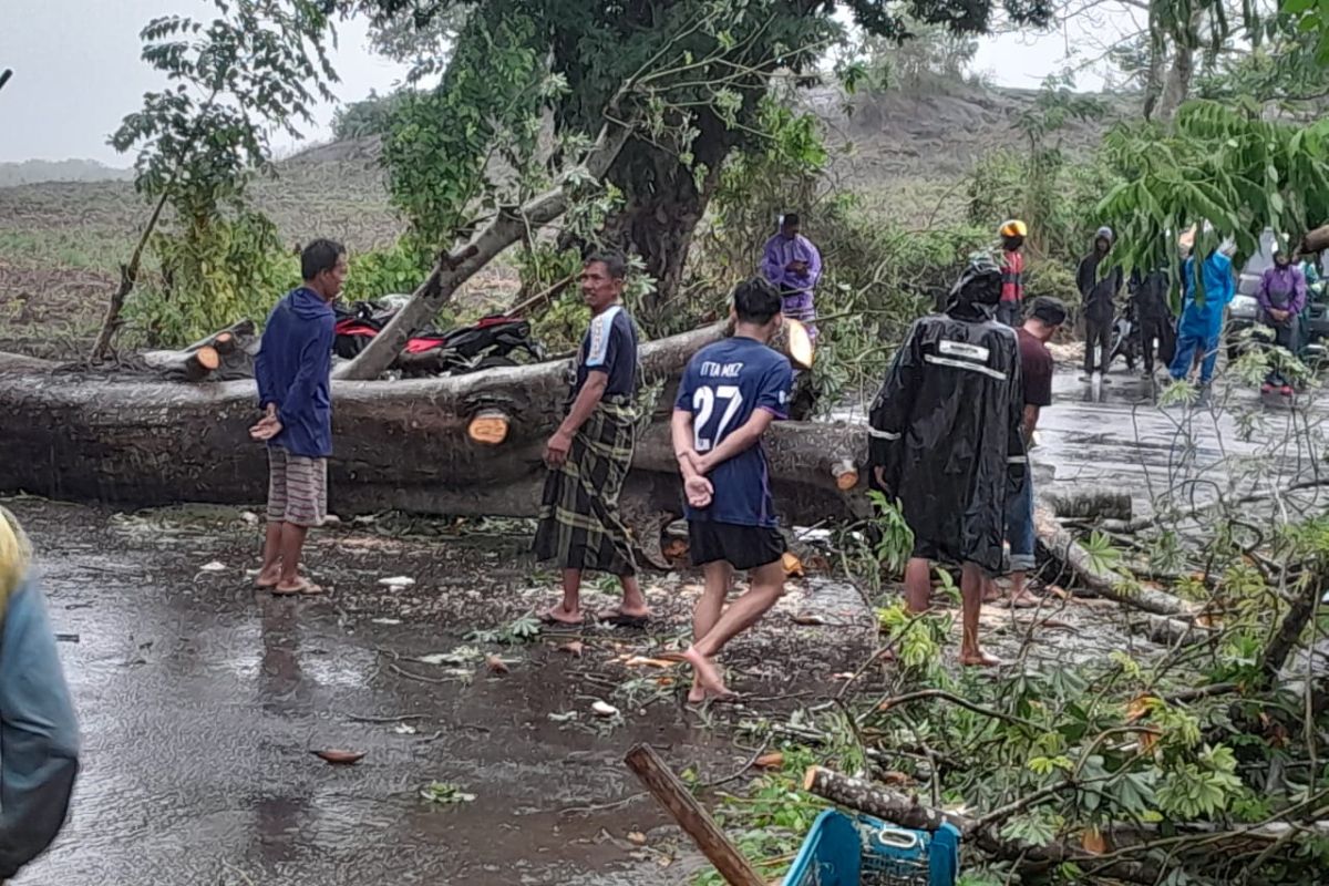 Satu pengendara korban tewas tertimpa pohon tumbang di Gowa