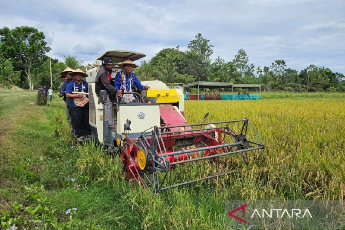 Akademisi Uncen: Libatkan masyarakat adat bangun food estate di Tanah Papua