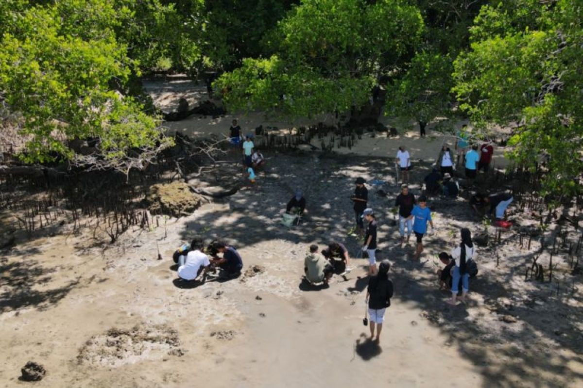 FPIK Unpatti tanam 70 anakan mangrove upaya lindungi pesisir pantai