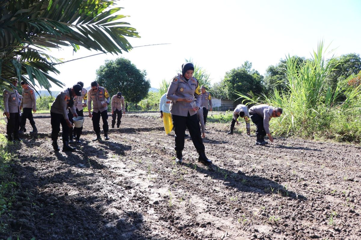 Polres Buru tanam 30.000 bibit jagung varietas kumala wujudkan kemandirian ekonomi