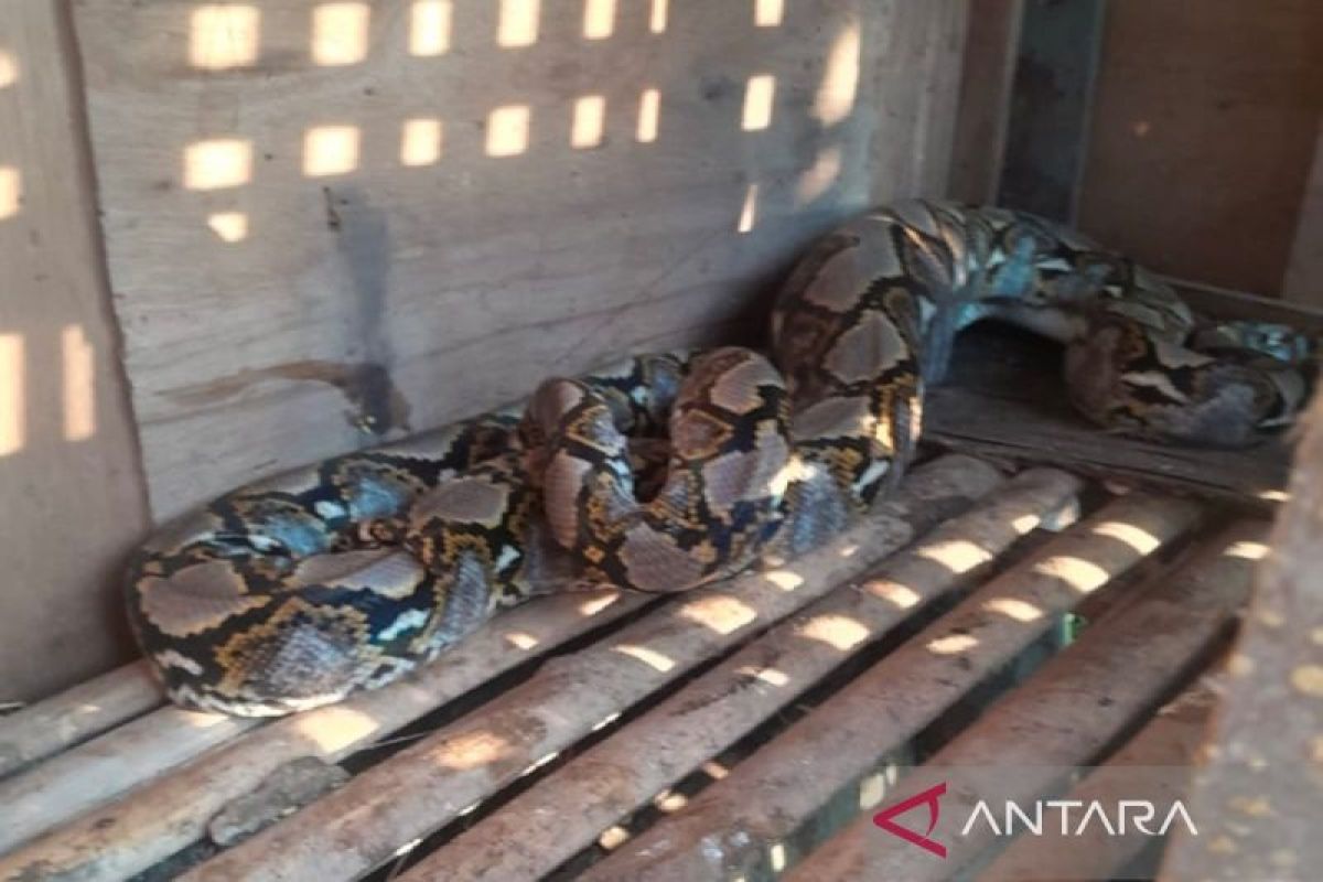 DPKP Kota Bogor evakuasi ular sanca 3 meter yang makan ternak warga