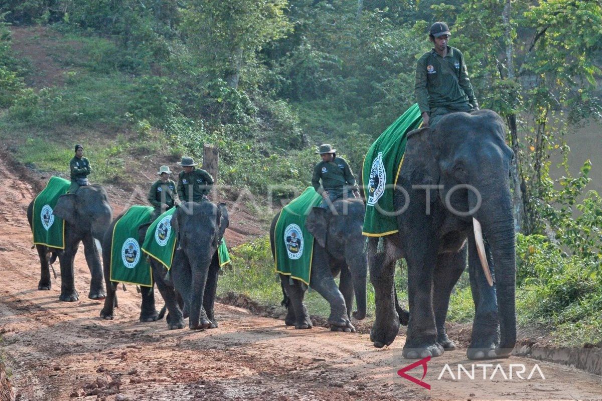 BKSDA Jambi pastikan tim giring kawanan gajah masuk ke dalam hutan