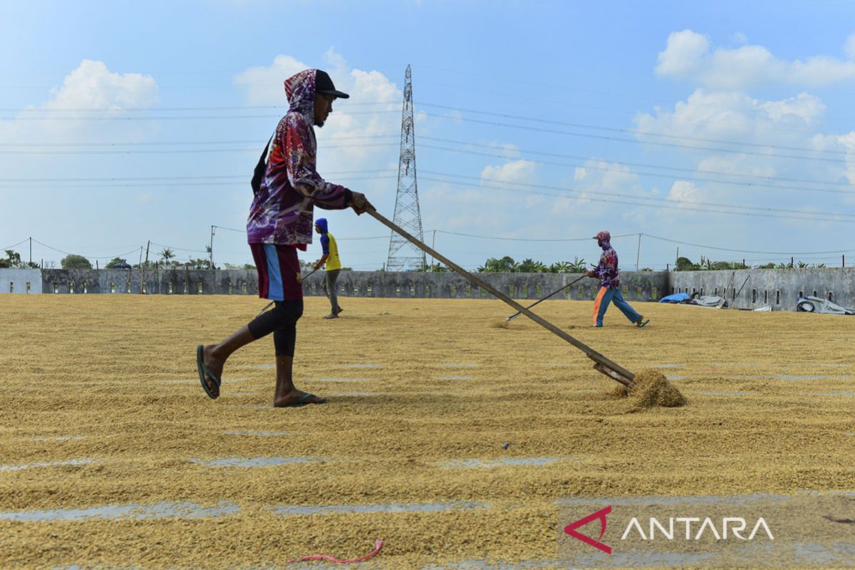 Harga gabah di tingkat penggilingan turun