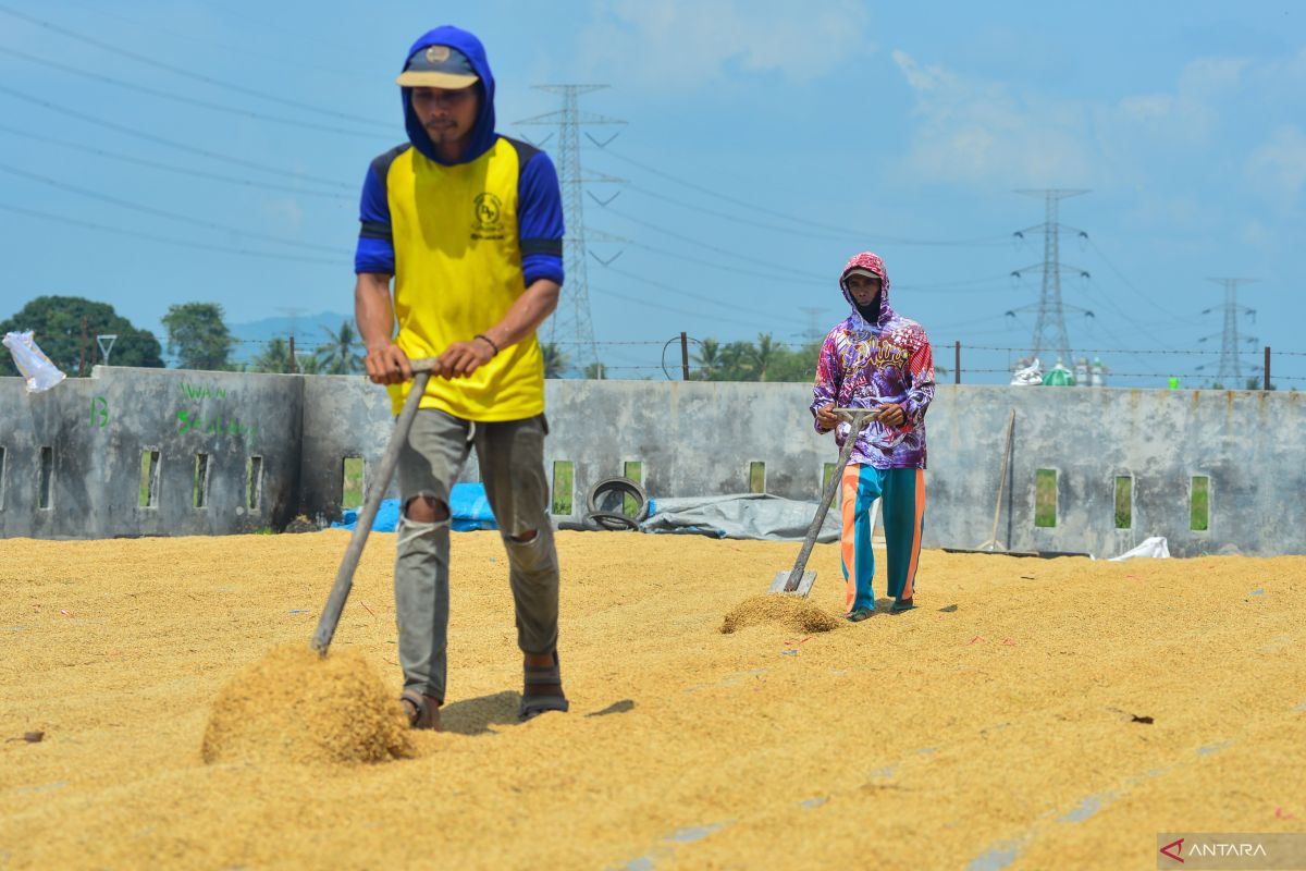 Harga gabah tertinggi di tingkat petani Rp11.900 perkilogram