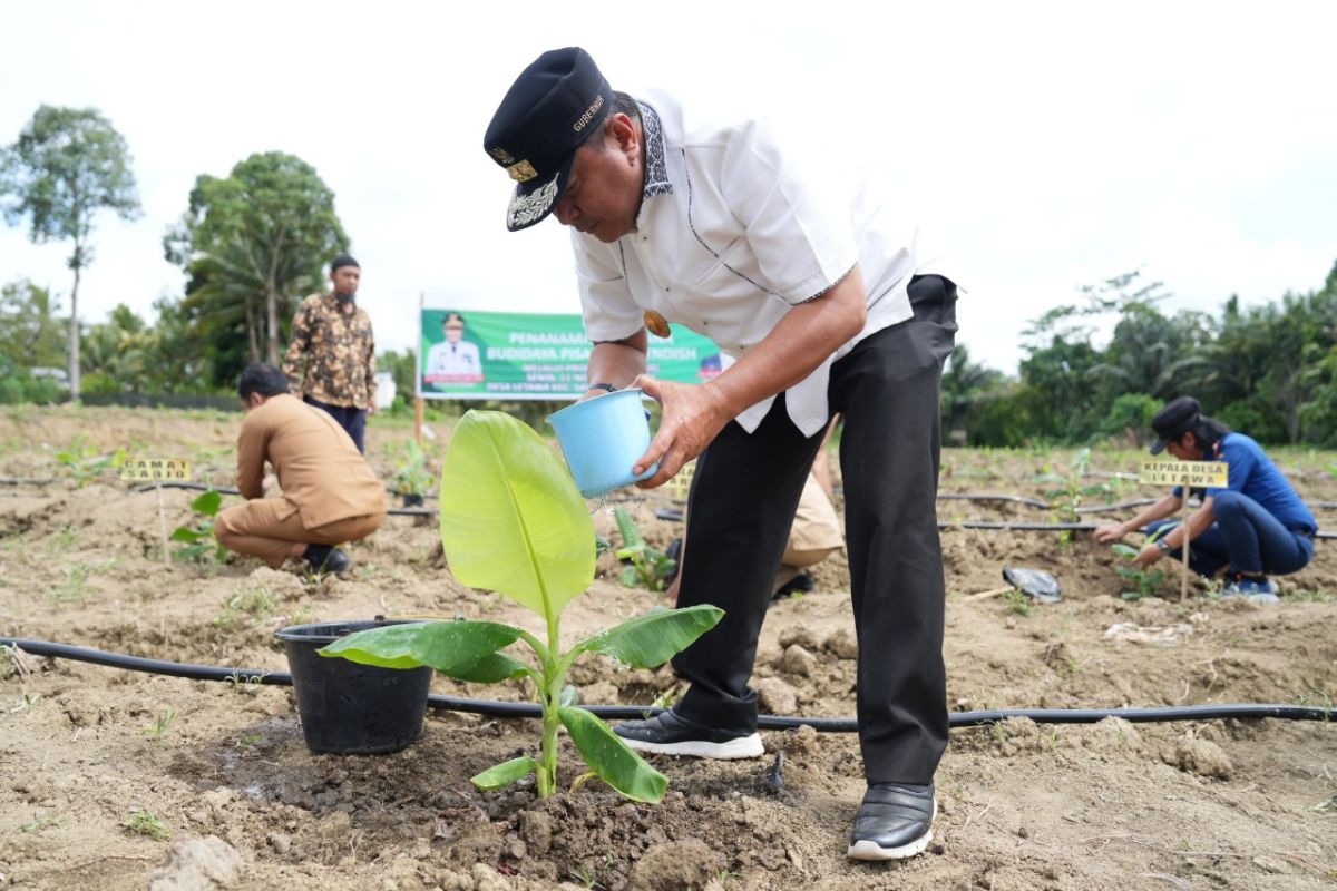 Gubernur Sulbar dukung pengembangan 2.500 pohon pisang cavendish di Pasangkayu