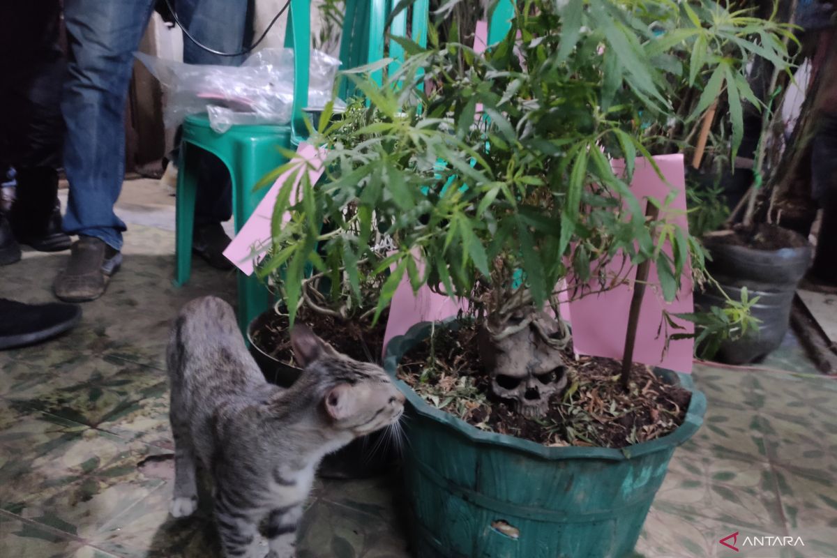 Kebun ganja di Kapuk ditempatkan di loteng rumah untuk penyamaran