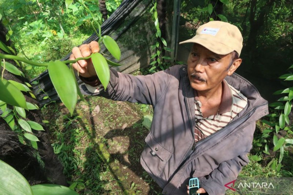 Petani Lombok Barat minta pemerintah bantu bibit vanili tahan penyakit