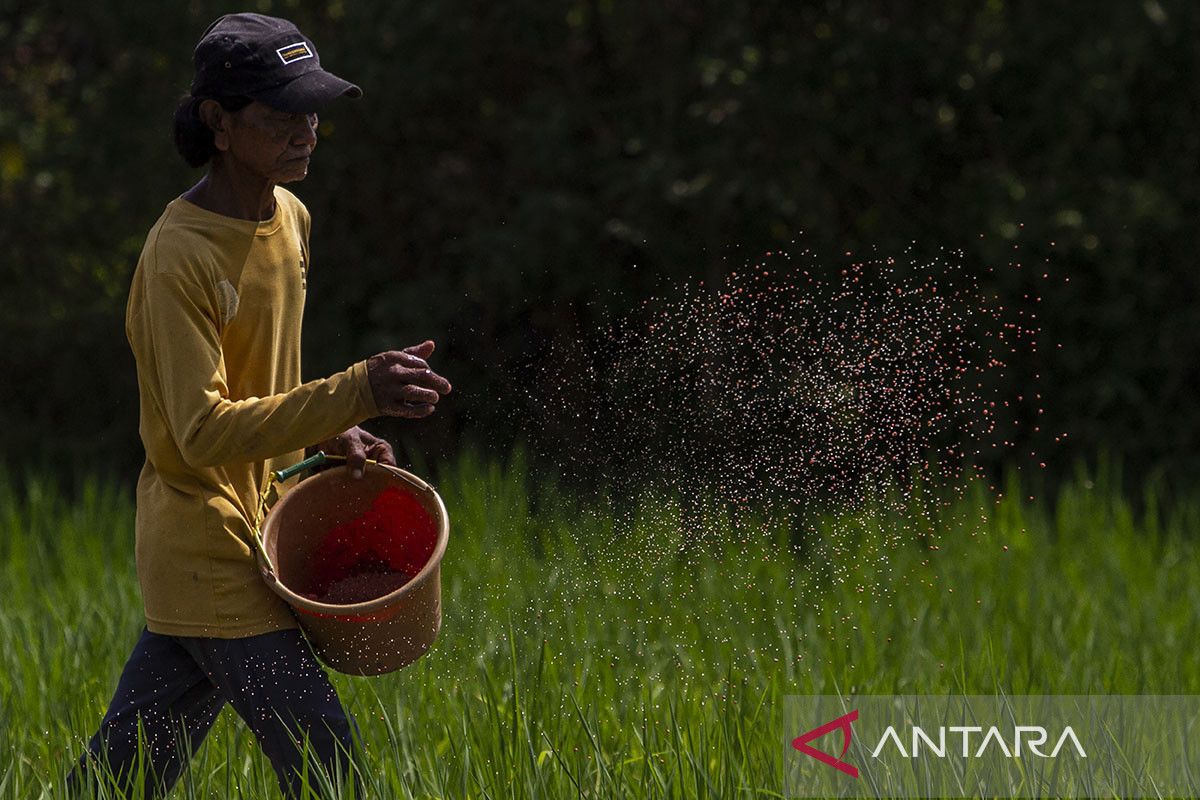 Penyederhanaan distribusi pupuk subsidi