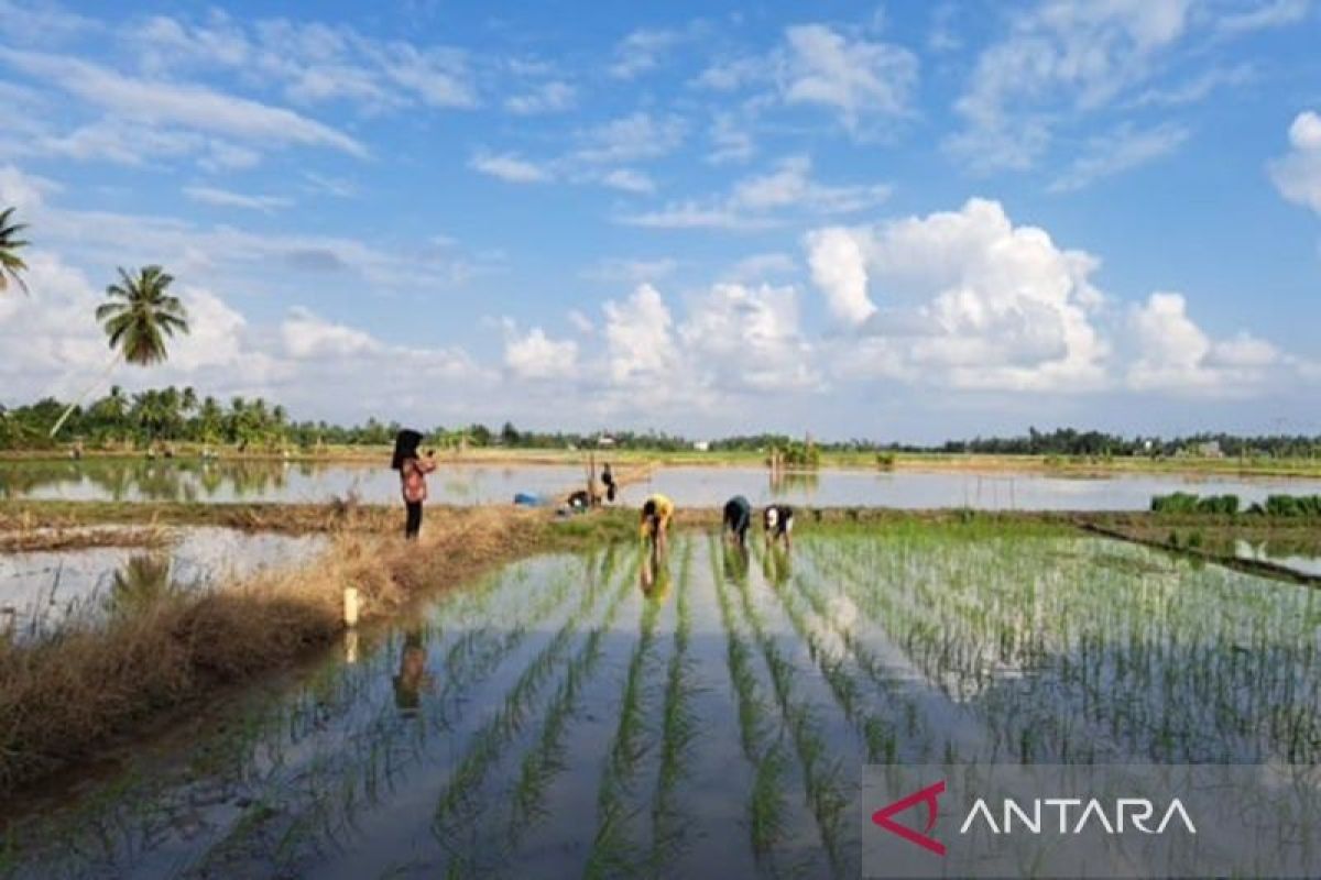 Bupati minta petani di Tanah Bumbu genjot produksi padi