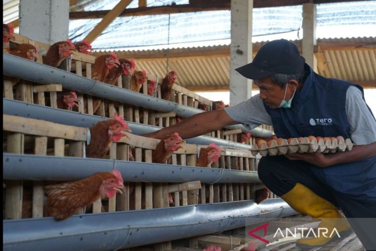 Dukung pencegahan stunting, PLN berdayakan peternak ayam petelur di Kabupaten Malang