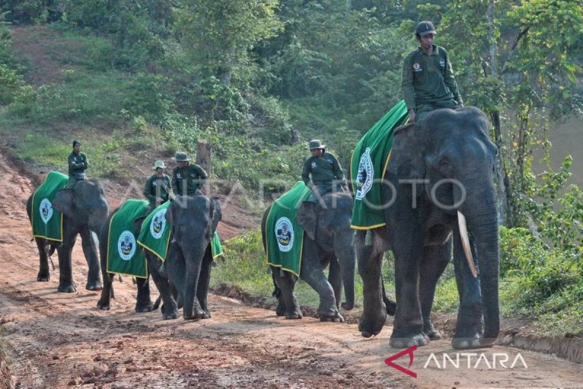 120 ekor gajah Sumatera masih hidup di TNBT Jambi