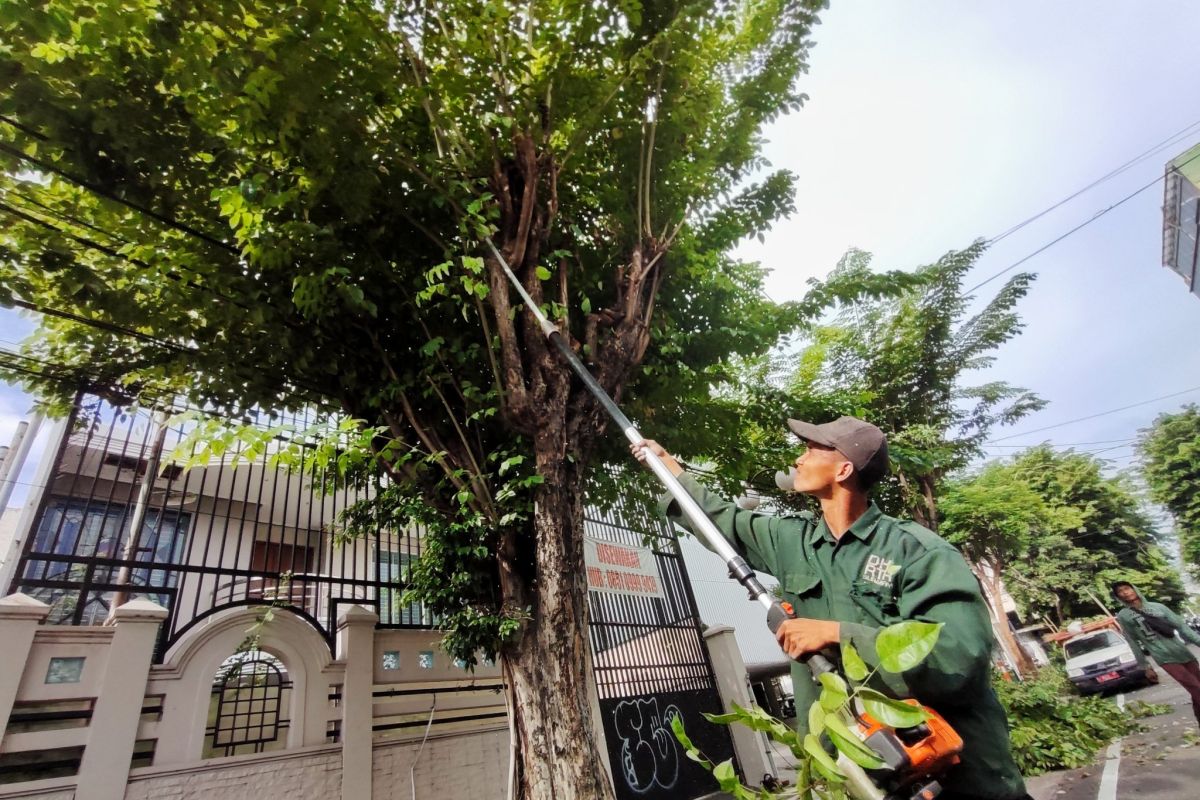 Pemkot Surabaya intensifkan perantingan untuk cegah pohon tumbang