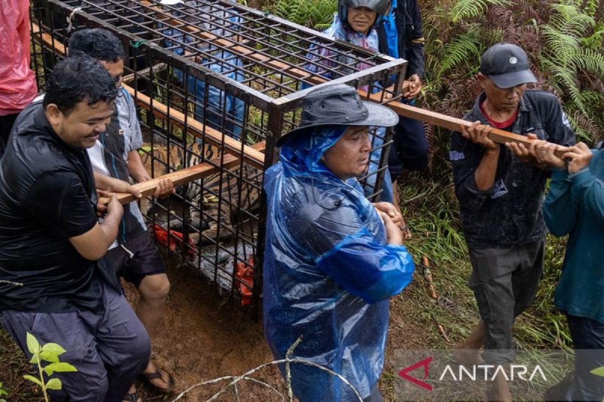 BKSDA evakuasi seekor harimau Sumatera yang masuk perangkap