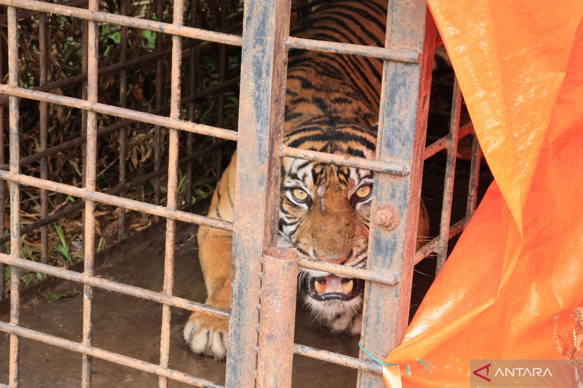 Masyarakat Sumbar namai Harimau Sumatra terperangkap Gadih Mudiak Aia