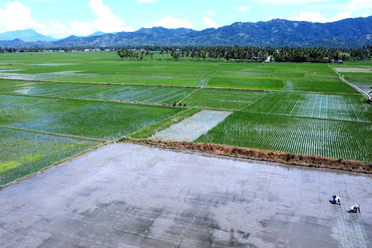 BPS perkirakan luas panen padi Gorontalo 46,23 ribu hektare