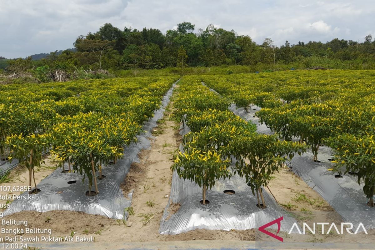 DKPP Belitung catat luas kebun cabai 114,04 hektare