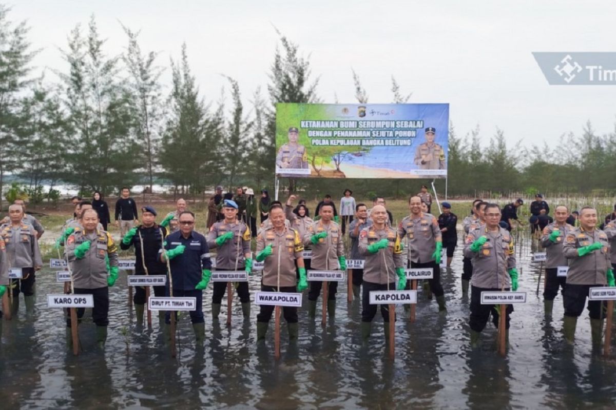 PT Timah-Polda Babel kolaborasi tanam ribuan mangrove cegah abrasi